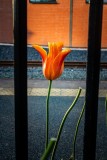 Orange_Flower