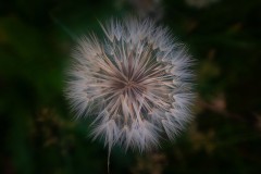 Make-A-Wish