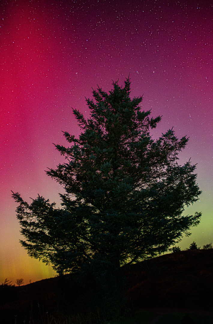 Tree_Of_Light