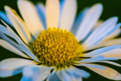 Daisy
