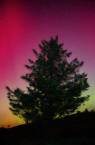 Tree_Of_Light