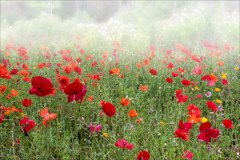 Meadowland