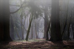 Woodland-at-Gregynog