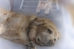 Lonnie Morris - Monthly Challenge - August 2024