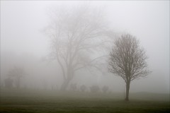 Trees_in_the_mist