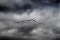 flying_home_to_roost