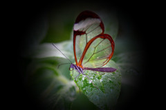 Lonnie Morris - Monthly Challenge - February 2025