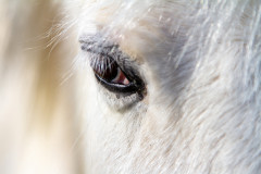 Eric_the_White_Horse