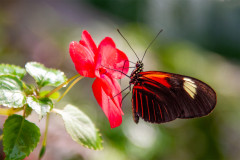 The_Postman_Butterfly