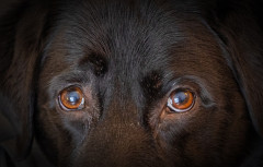 The_eyes_have_it