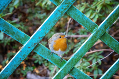 MOSSY_TRELLIS