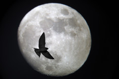 A_out_late_to_catch_the_midges