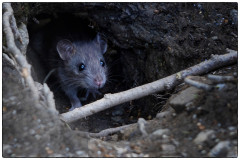 Lonnie Morris - Monthly Challenge - July 2025