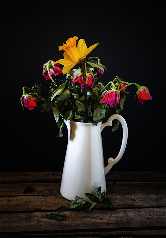 Blooming-daffodil-amongst-dying-roses