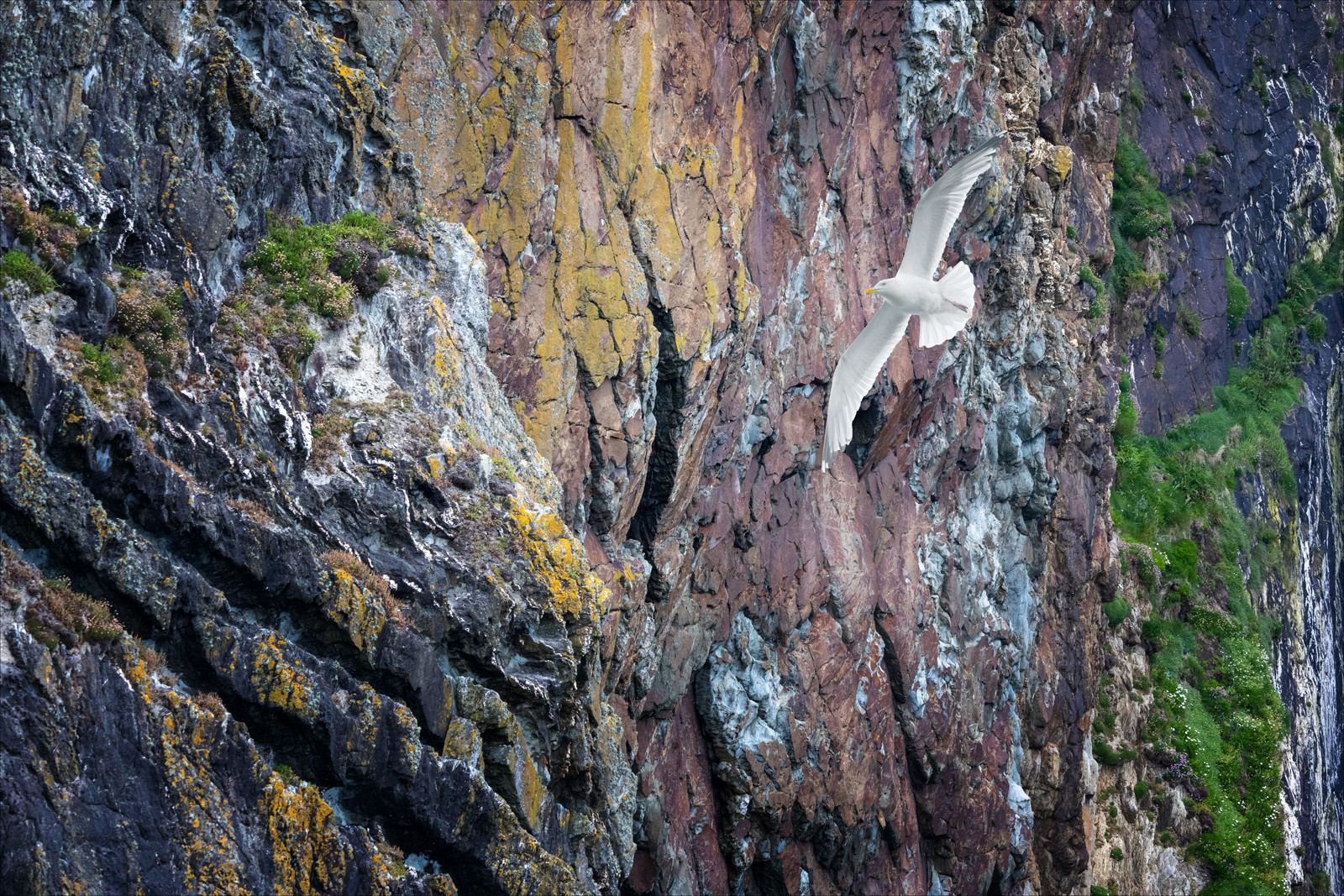 As_free_as_a_bird
