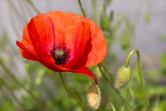 They_fought_for_freedom