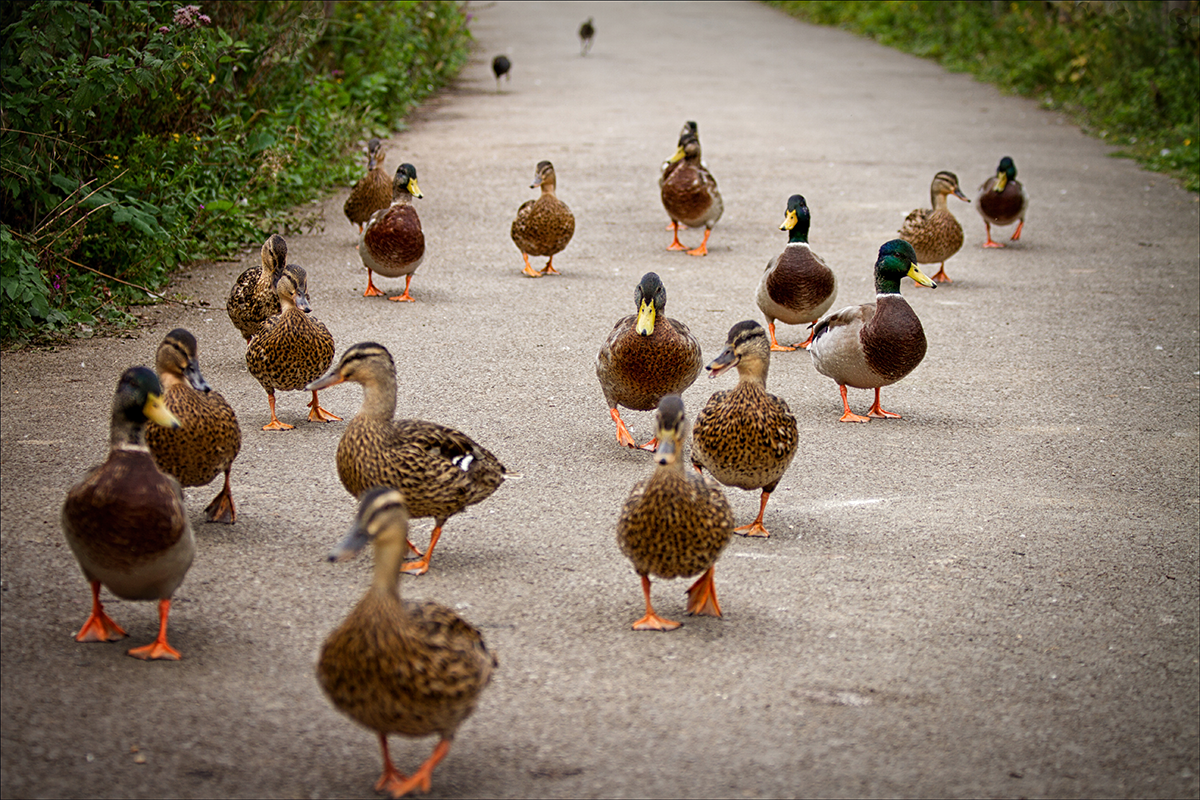 D.-community-quack