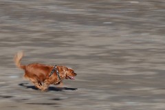 Born-to-run