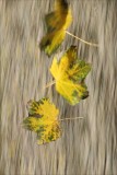 The-autumn-leaves