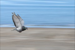 The-wind-beneath-my-wings