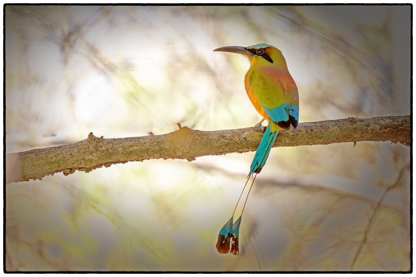 Motmot-bird