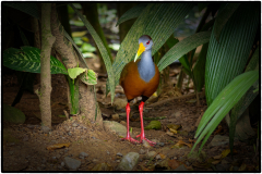 Russet-naped-woodrail