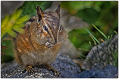 chipmunk