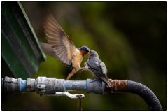 fledged