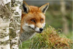 foxy