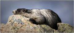 marmot-snoozing