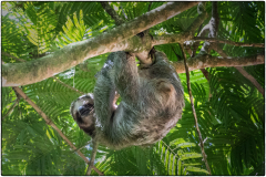 sloth