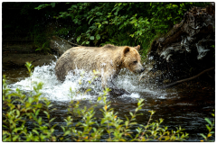 sploshy-bear