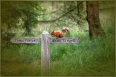 squirrel-on-footpath-sign