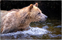 wading-bear