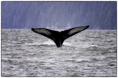 whale-tail