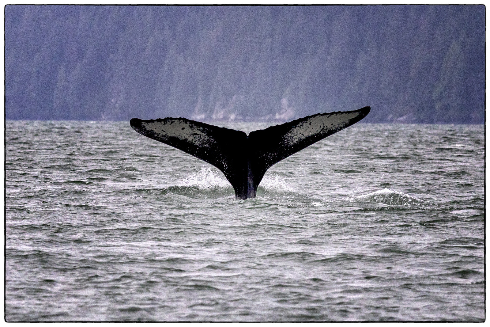whale-tail