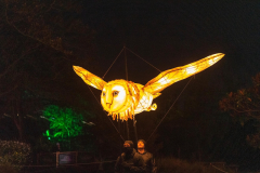 OWL_FLYING_IN_THE_AIR