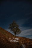 The Lone Tree