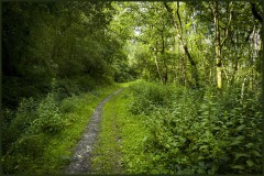 The-Road-Not-Taken