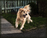 waterdog_