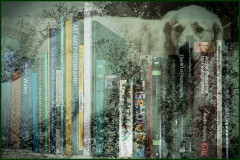 Dogshelf