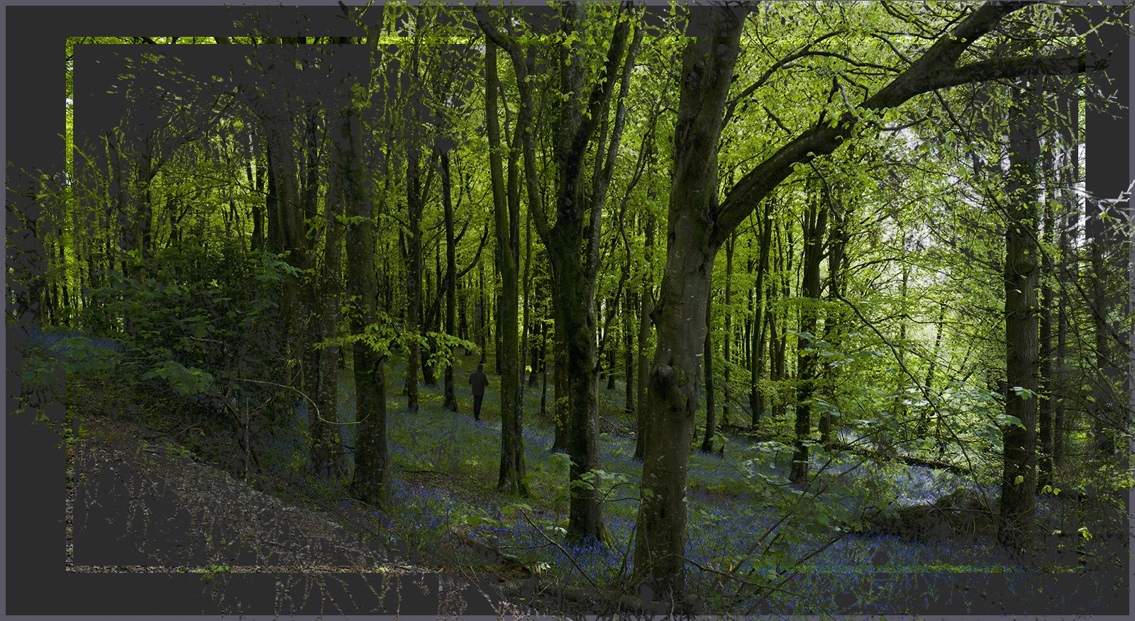 C.-Walk-in-the-Black-Forest