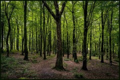 Beech-Trees-so-proud