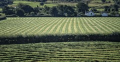 Green-and-pleasent-land