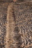 Well-trodden-path
