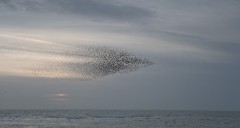 Super_sonic_Starlings