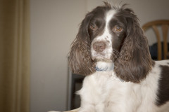 Neil McGuff - Monthly Challenge - February 2025