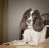 Bracken