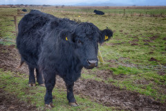 Welsh_Black