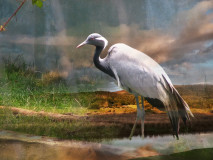 Demoiselle_Crane